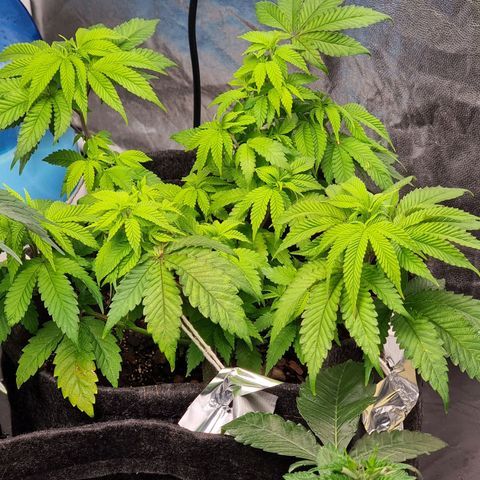 Tropic1 growlog timeline photo