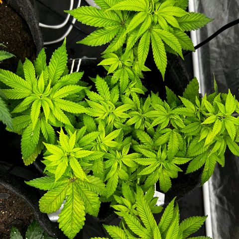 Tropic1 growlog timeline photo