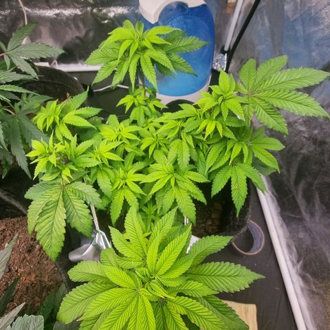 Tropic1 growlog timeline photo