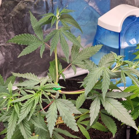 Prenseed growlog timeline photo