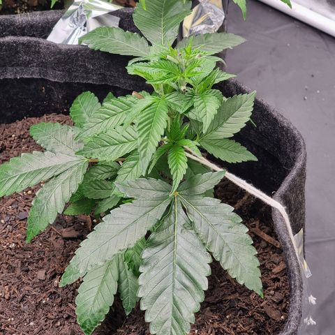 Tropic2 growlog timeline photo