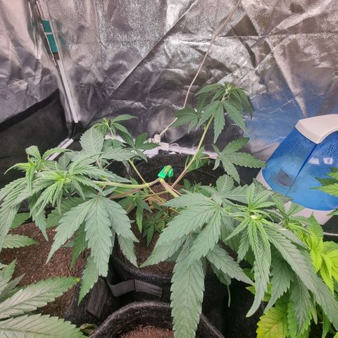 Prenseed growlog timeline photo