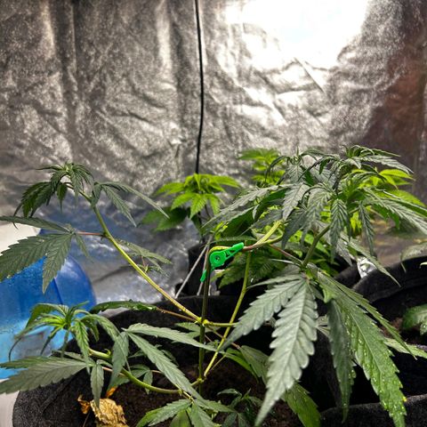 Prenseed growlog timeline photo