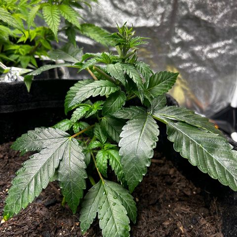 Tropic2 growlog timeline photo