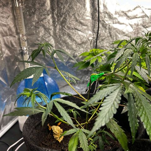 Prenseed growlog timeline photo
