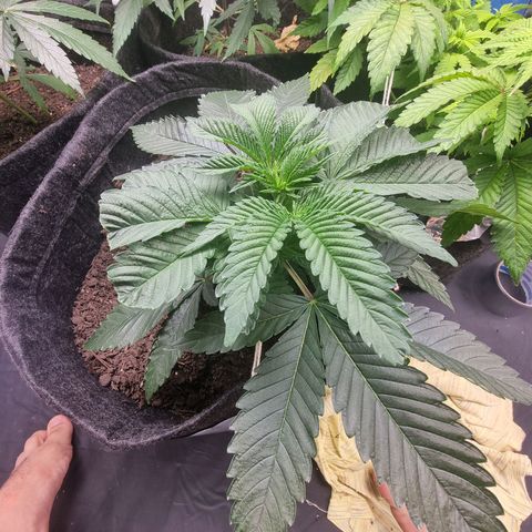 Tropic2 growlog timeline photo