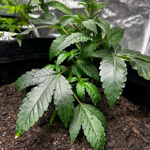 Tropic2 growlog timeline photo