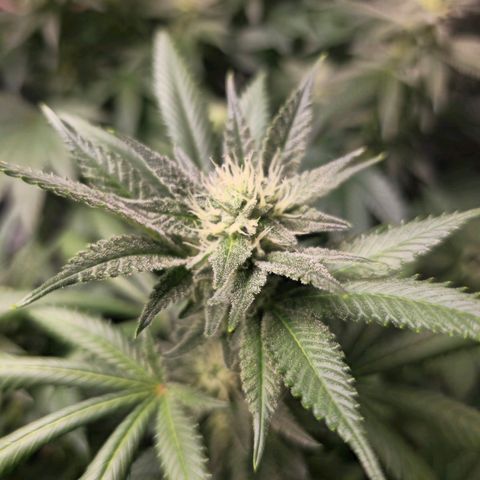 Tropic2 growlog timeline photo