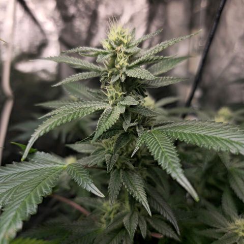 Tropic1 growlog timeline photo