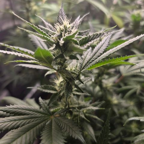 Tropic1 growlog timeline photo