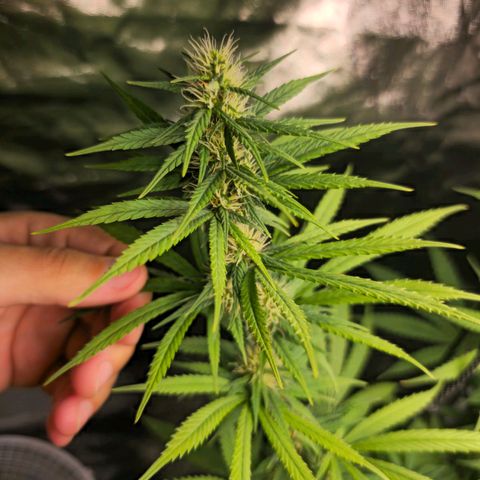 Prenseed growlog timeline photo