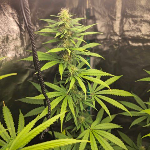 Prenseed growlog timeline photo