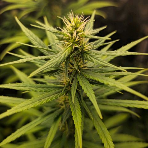 Prenseed growlog timeline photo