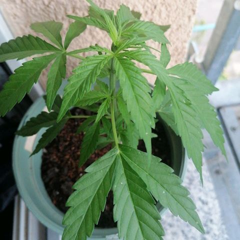 Purple Queen Automatic growlog timeline photo