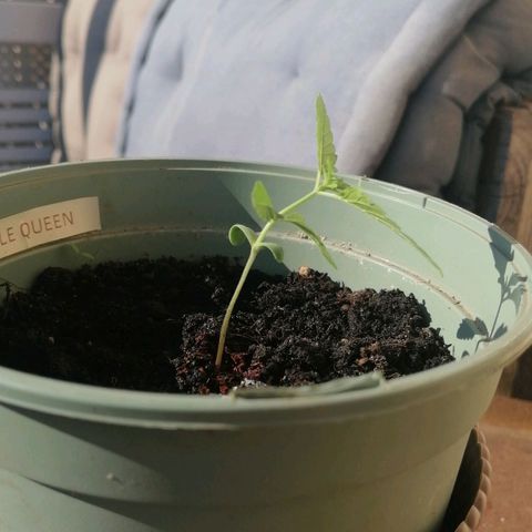 Purple Queen Automatic growlog timeline photo