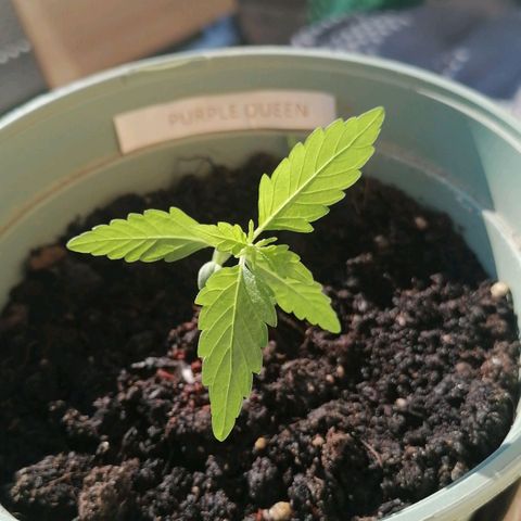 Purple Queen Automatic growlog timeline photo
