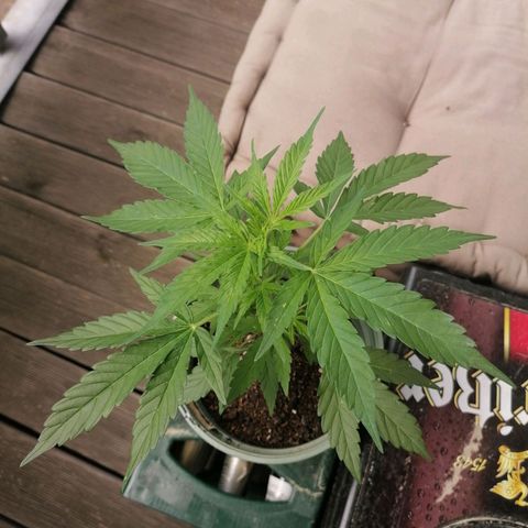 Purple Queen Automatic growlog timeline photo