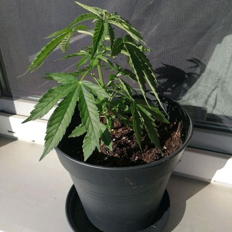 Purple Queen Automatic growlog photo: Umtopfen mit All-Mix Erde 