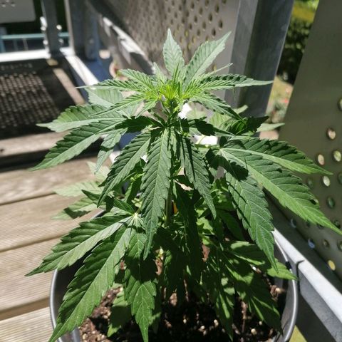 Purple Queen Automatic growlog timeline photo
