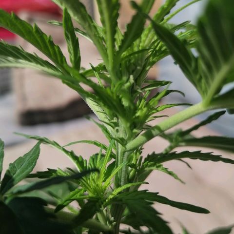 Purple Queen Automatic growlog photo: Trichome beginnen 