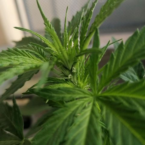 Purple Queen Automatic growlog photo: Trichome beginnen 