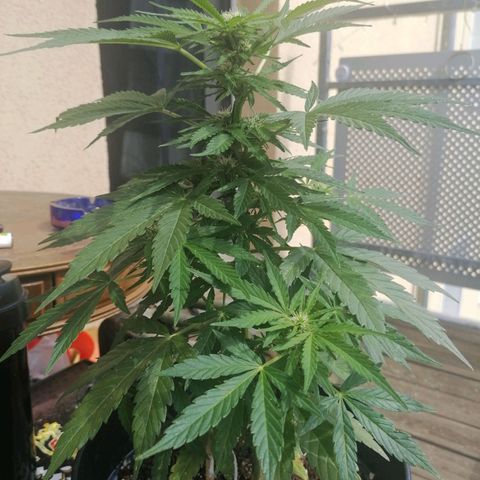 Purple Queen Automatic growlog timeline photo