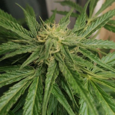 Purple Queen Automatic growlog timeline photo