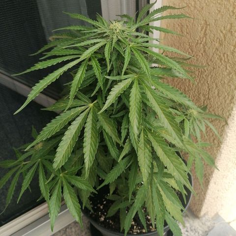 Purple Queen Automatic growlog timeline photo