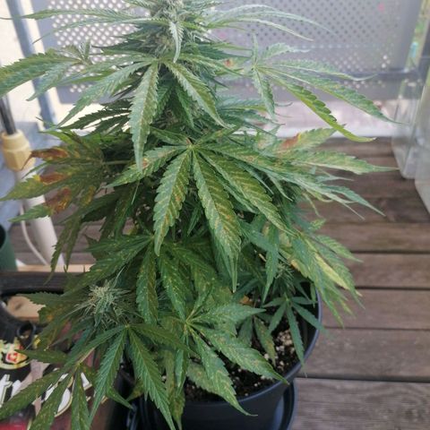 Purple Queen Automatic growlog timeline photo