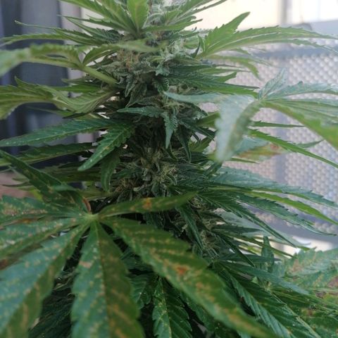 Purple Queen Automatic growlog timeline photo