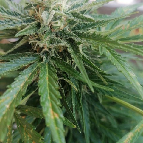 Purple Queen Automatic growlog timeline photo