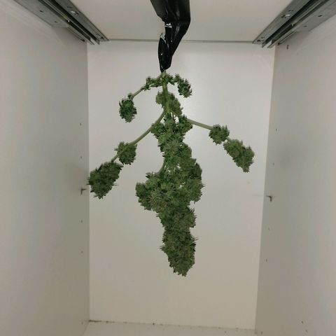 Purple Queen Automatic growlog photo: Trocknung im Schrank 