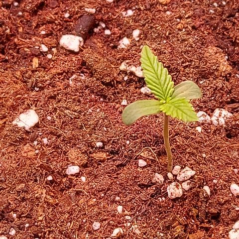 Auto Gelato growlog timeline photo