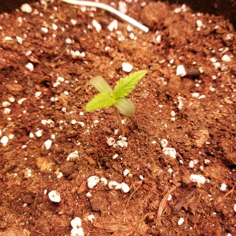 Auto Gelato growlog timeline photo
