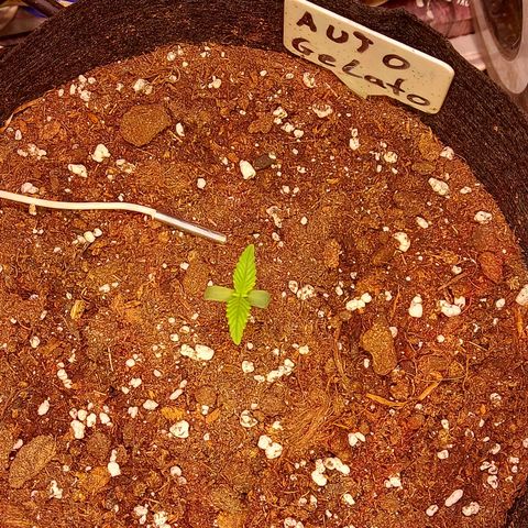 Auto Gelato growlog timeline photo