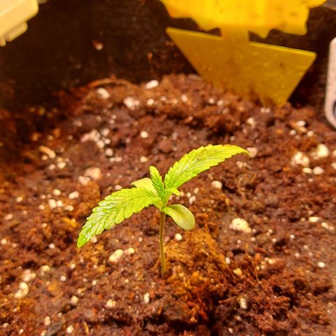 Auto Gelato growlog timeline photo
