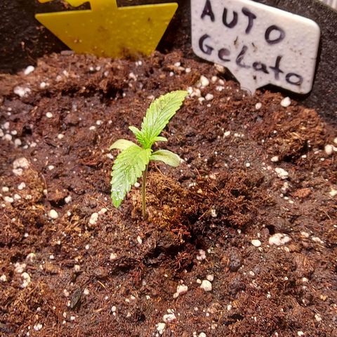 Auto Gelato growlog timeline photo