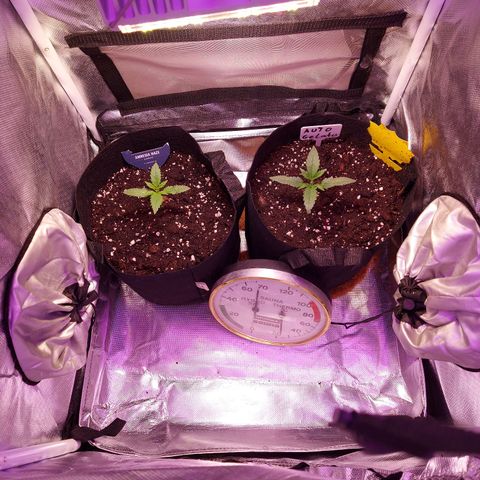 Auto Gelato growlog photo: Die Rechte 
