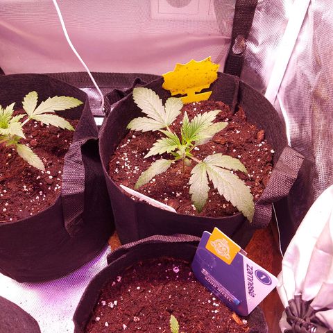Auto Gelato growlog timeline photo