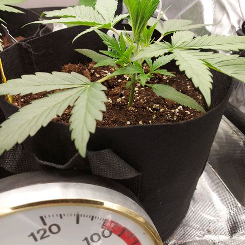 Auto Gelato growlog timeline photo
