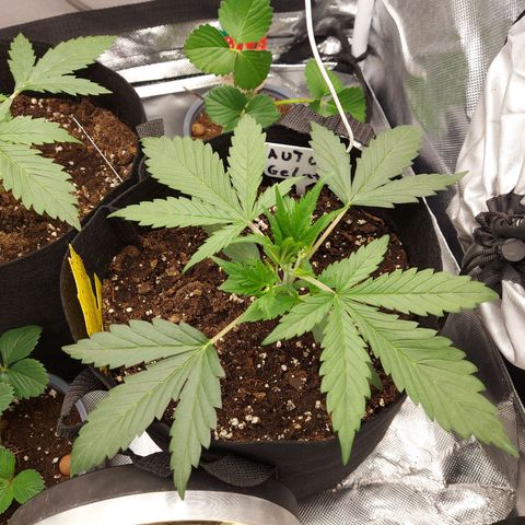 Auto Gelato growlog timeline photo