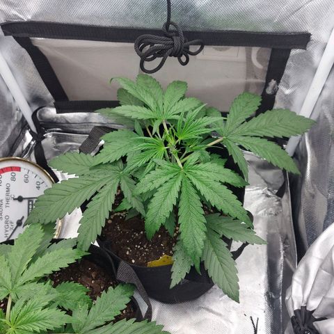 Auto Gelato growlog timeline photo