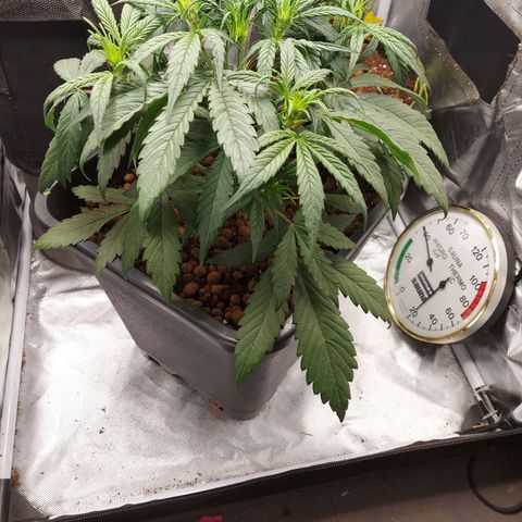 Auto Gelato growlog timeline photo