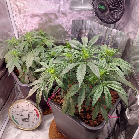 Auto Gelato growlog timeline photo