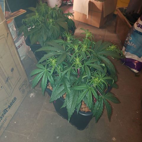 Auto Gelato growlog timeline photo