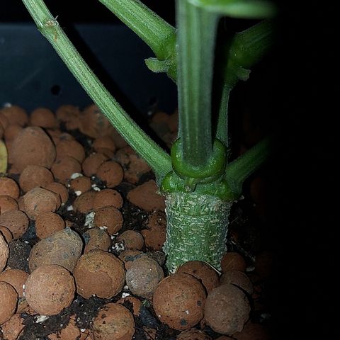Auto Gelato growlog timeline photo
