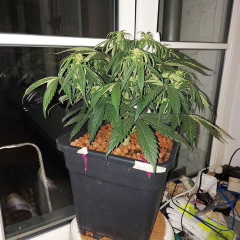 Auto Gelato growlog timeline photo