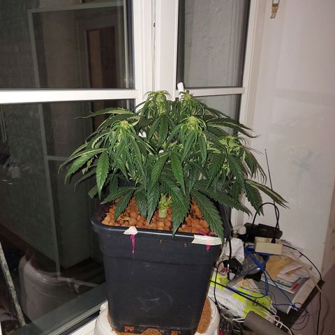 Auto Gelato growlog timeline photo