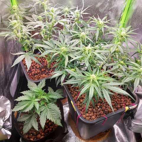 Auto Gelato growlog timeline photo