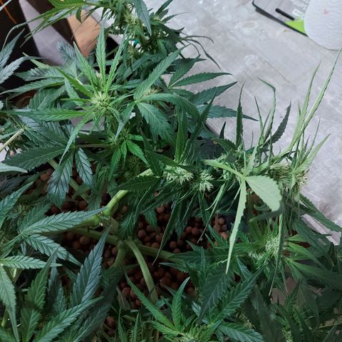 Auto Gelato growlog photo: Lst